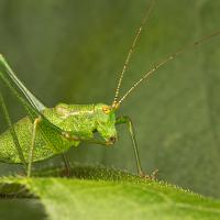 Speckled Bush Cricket 5 